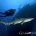 shark_tiger_sand_spar_h_0258_nca0586.jpg